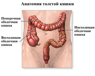Анатомия толстой кишки